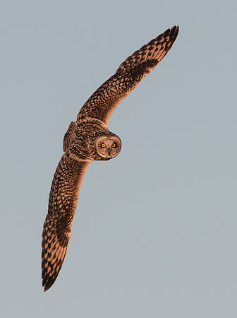 Short-eared Owl
