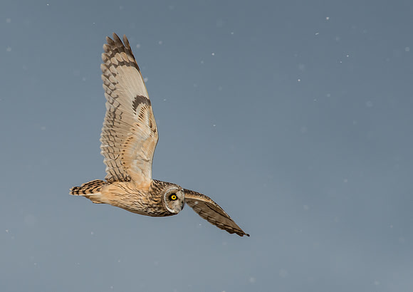 Short-eared Owl