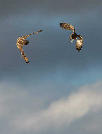 Short-eared Owl