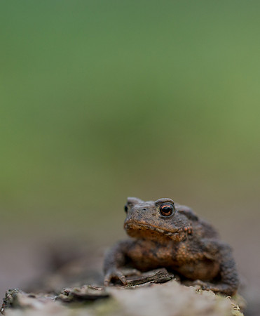 Common Toad