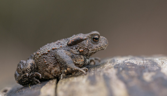 Common Toad