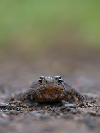 Common Toad