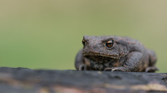 Common Toad