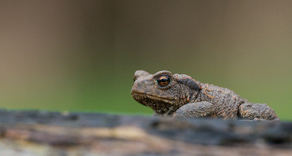 Common Toad