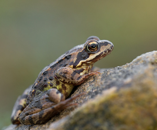 Common Frog