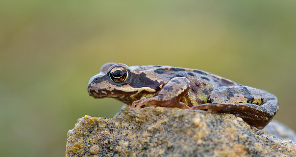 Common Frog