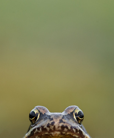 Common Frog