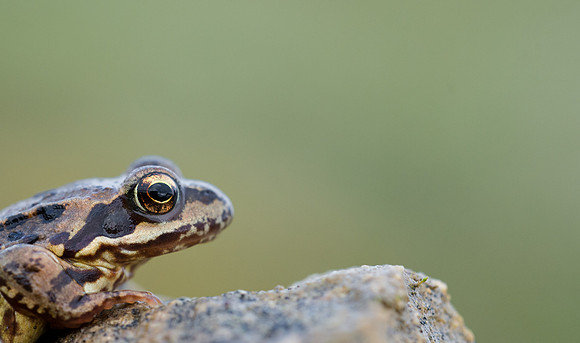 Common Frog