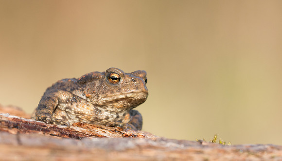 Common Toad