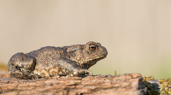 Common Toad