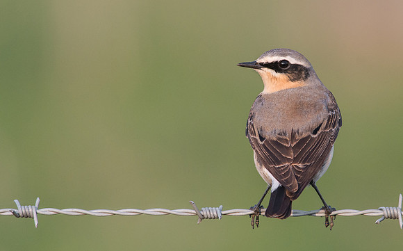 Wheatear