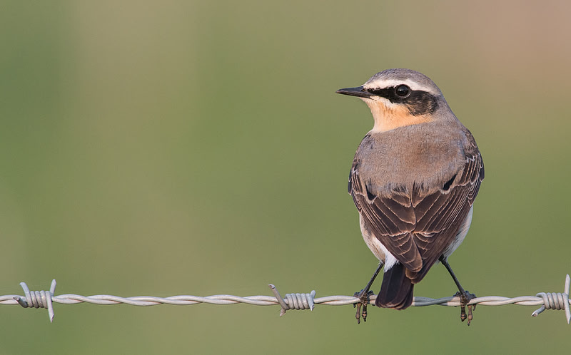 Wheatear