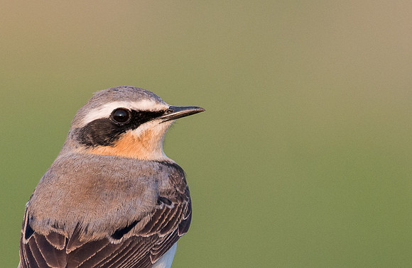 Wheatear