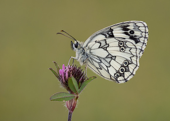 Marbled White