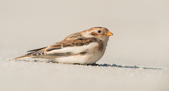 Snow Bunting
