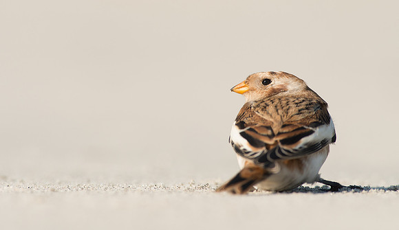 Snow Bunting