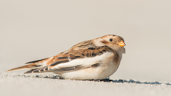 Snow Bunting