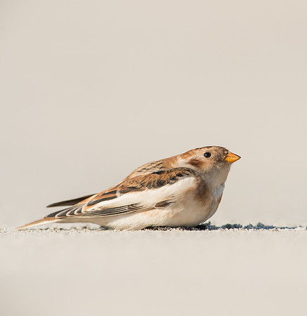 Snow Bunting