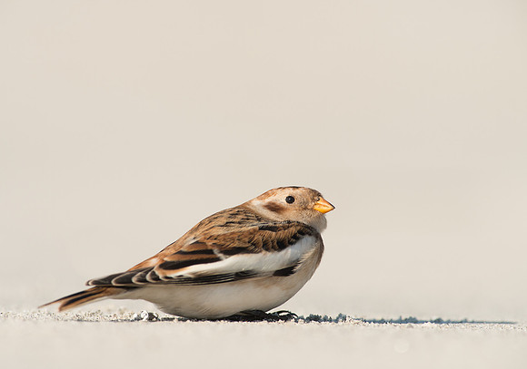 Snow Bunting