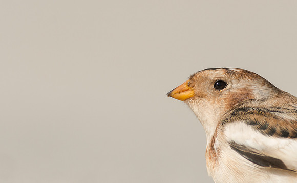 Snow Bunting