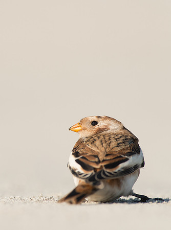 Snow Bunting