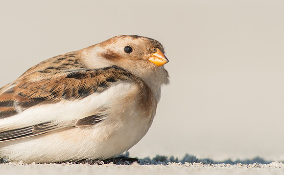 Snow Bunting