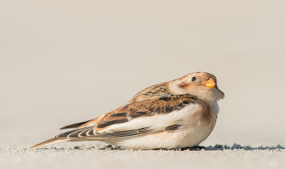 Snow Bunting