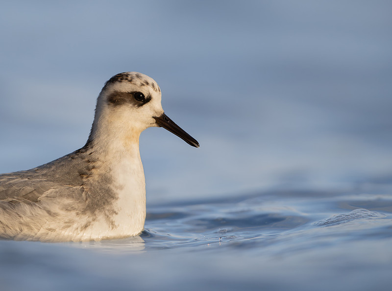 Grey Phalarope