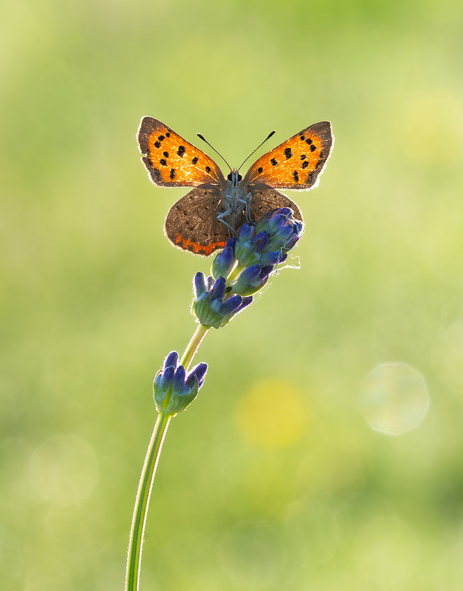 Small Copper butterfly basking with wings open, showing bright orange forewings with black spots, on lavender, May, Cotswolds