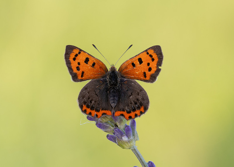 Small Copper butterfly basking with wings open, showing bright orange forewings with black spots, on lavender, Cotswolds