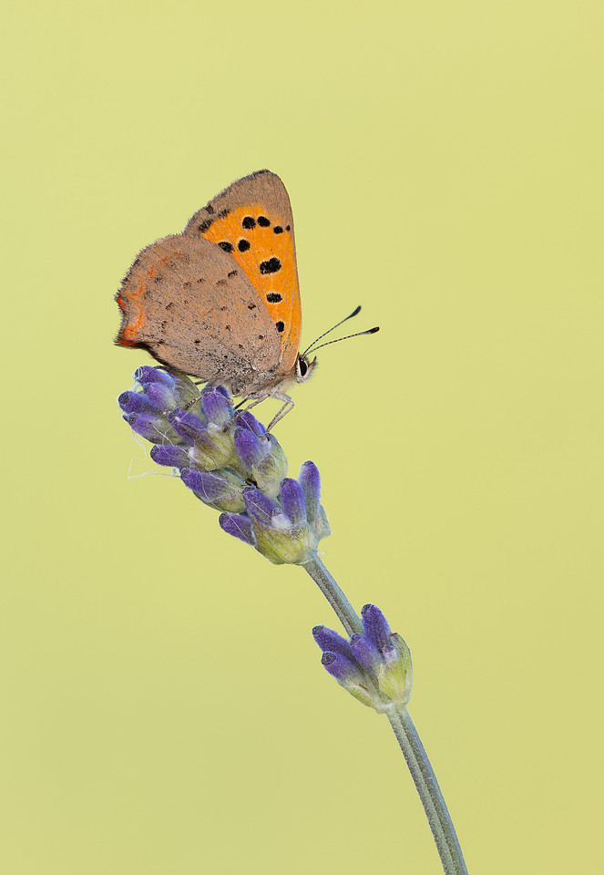 Small Copper with wings closed on a lavender stem, showing orange-and-grey underwings dotted with black spots