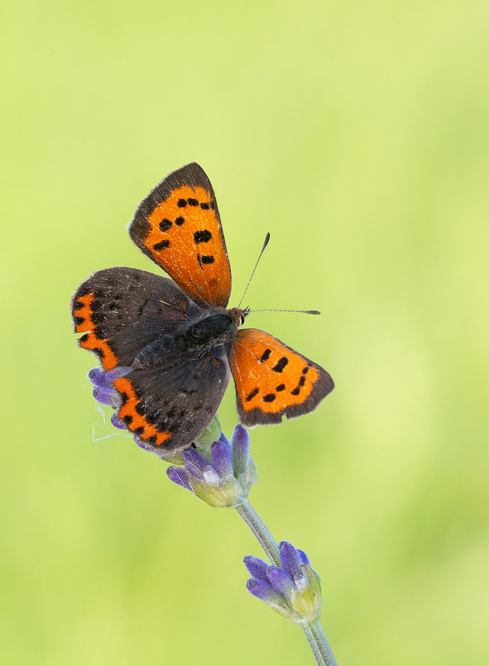 Small Copper butterfly basking with wings open, showing bright orange forewings with black spots, on lavender, Cotswolds