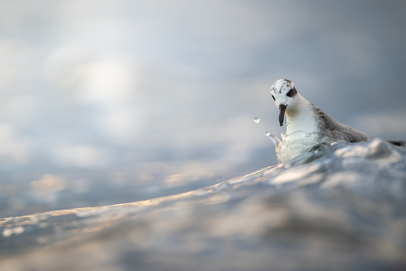 Grey Phalarope