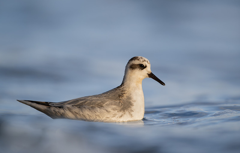 Grey Phalarope