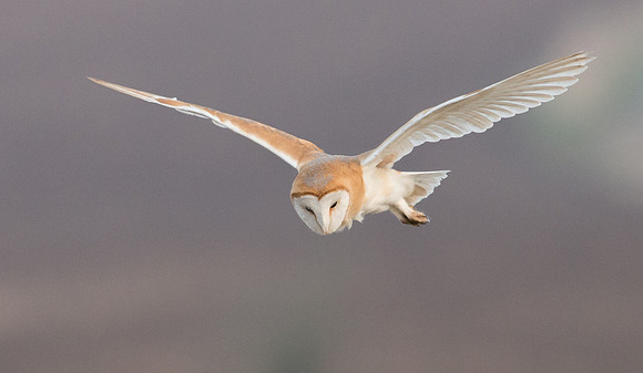 Barn Owl