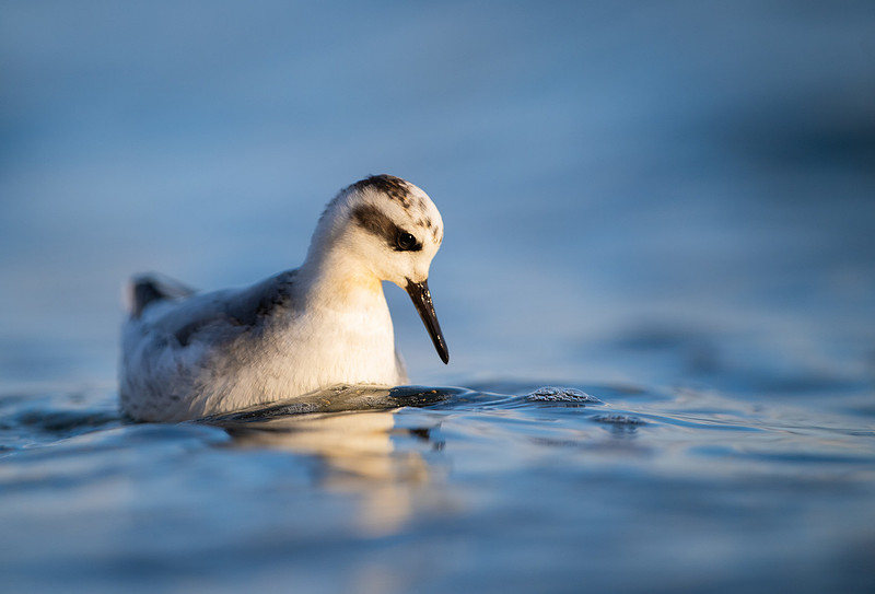 Grey Phalarope