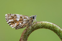 Grizzled Skipper
