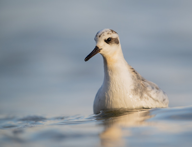 Grey Phalarope