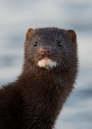 Mink