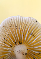 Fungi-photos