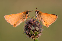 Small Skipper