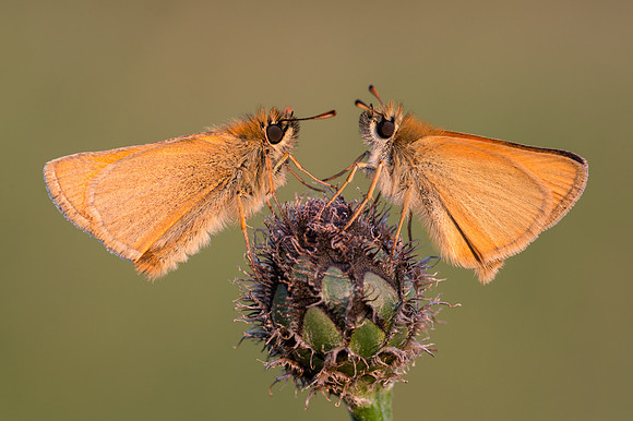 Small Skipper