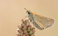 Small Skipper