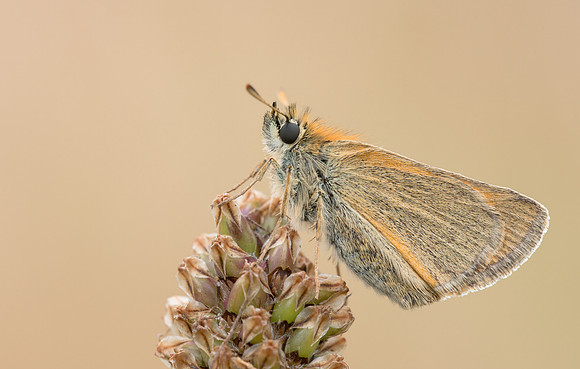 Small Skipper
