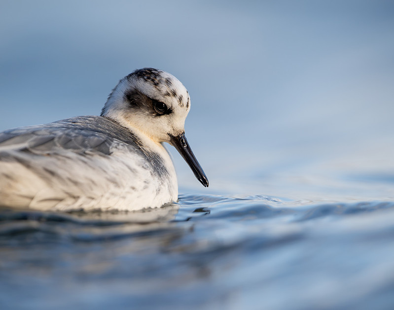 Grey Phalarope