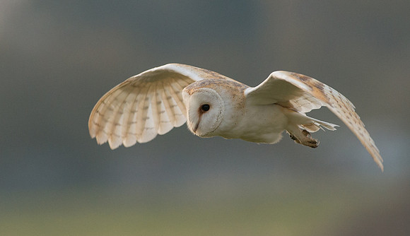 Barn Owl