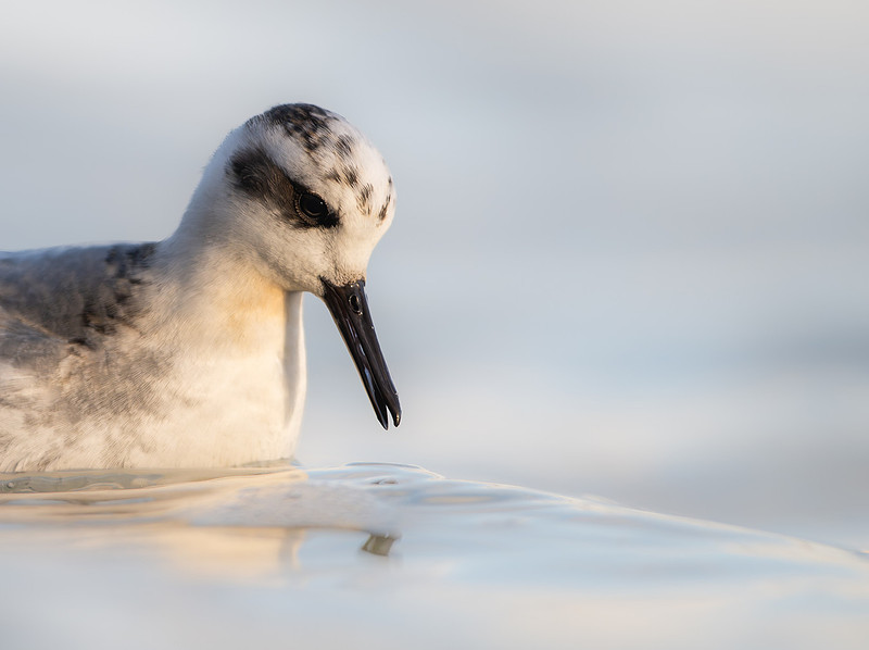 Grey Phalarope