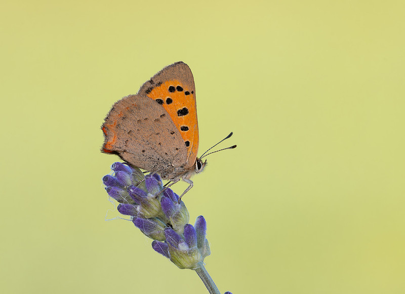 Small Copper with wings closed on a lavender stem, showing orange-and-grey underwings dotted with black spots