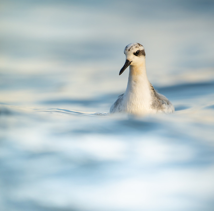 Grey Phalarope