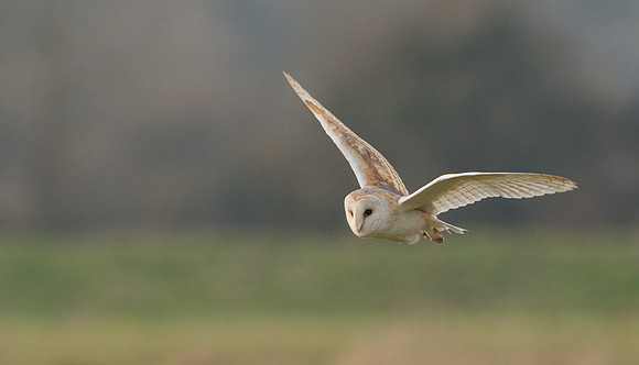 Barn Owl
